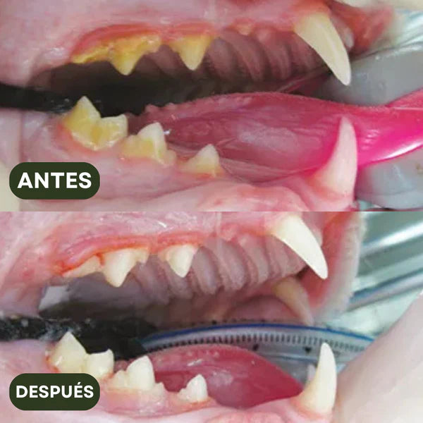 Pack de Sticks Dentales de Silvervine