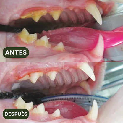 Pack de Sticks Dentales de Silvervine